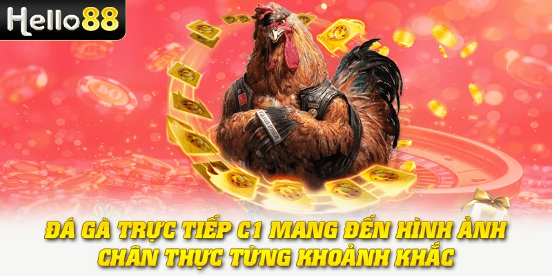 Đá gà trực tiếp C1 mang đến hình ảnh chân thực từng khoảnh khắc